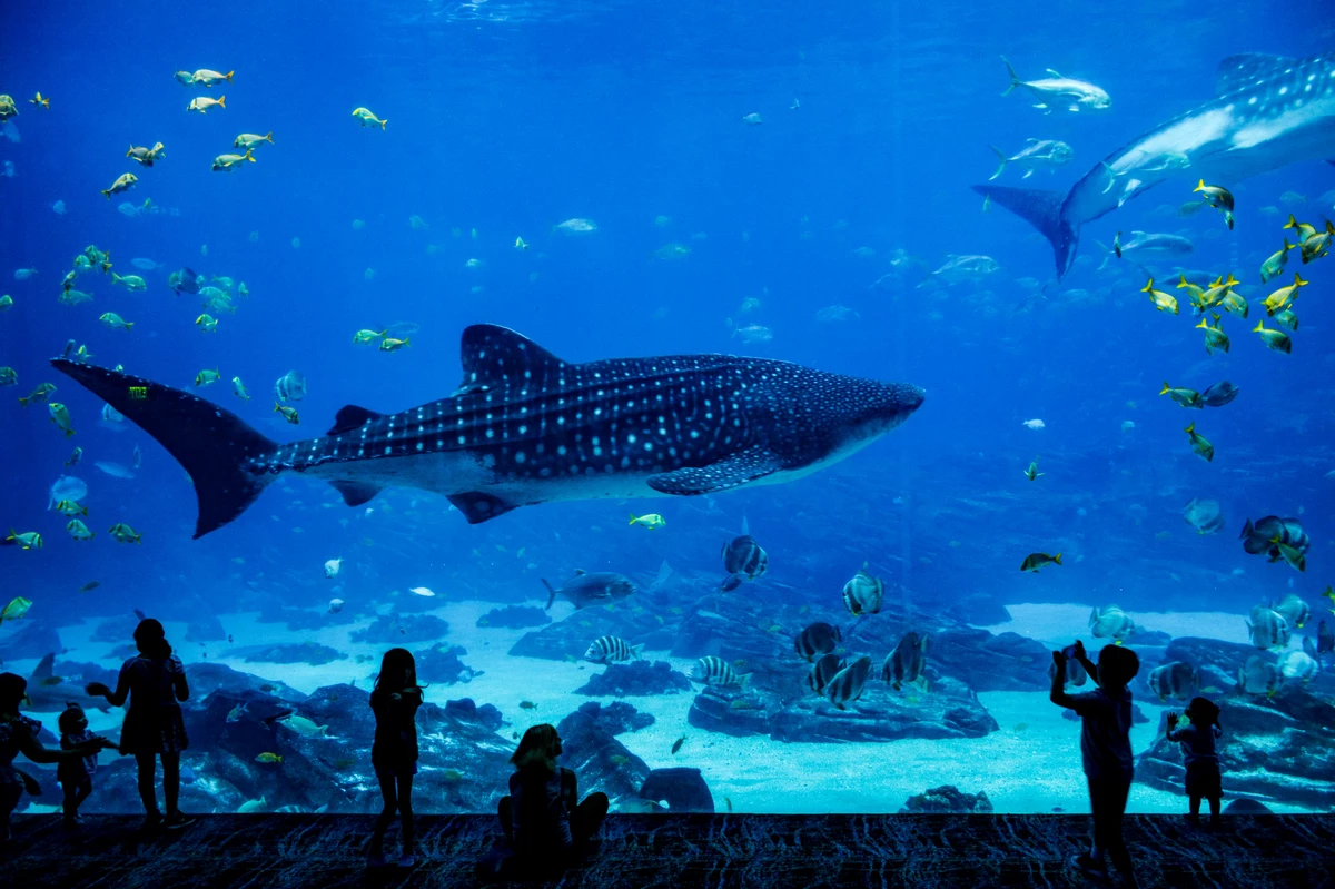 New Jersey’s Adventure Aquarium is Ranked as One of the Very Best