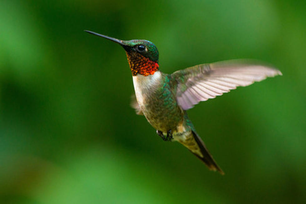 Love Hummingbirds, NJ Has One of the Best Hummingbird Gardens in the US