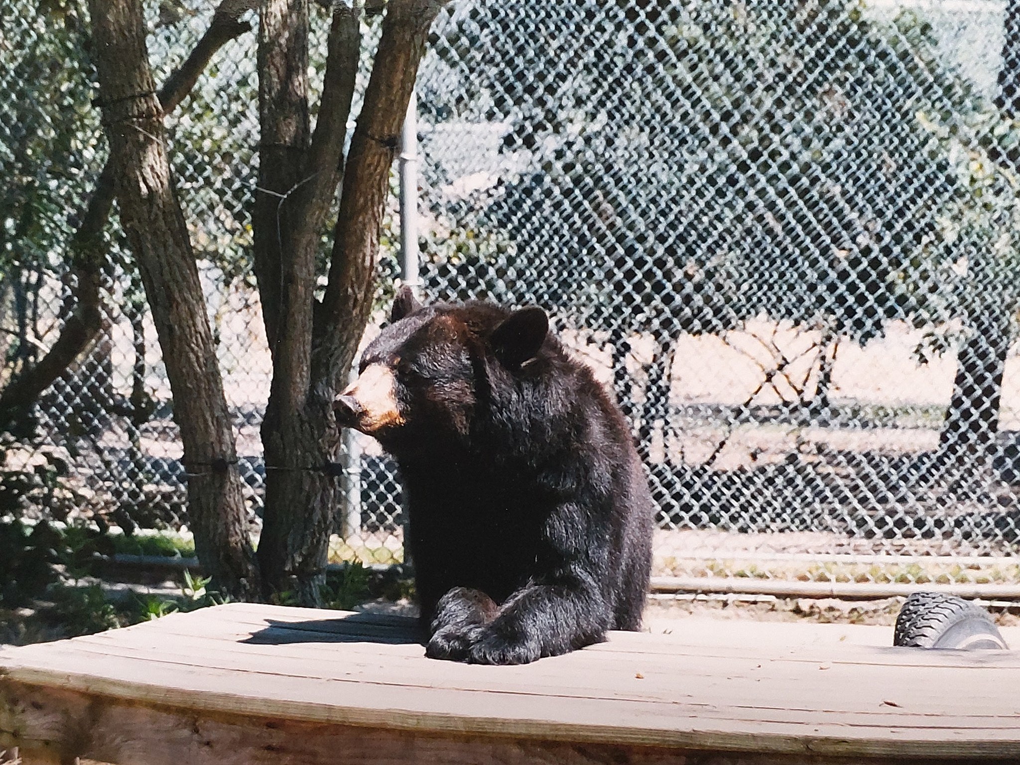 Bears Exhibit 🐻, Village Center, Linden Zoo 🌳 Part 7