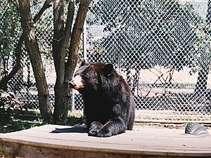 Sad News About a Beloved Favorite from the Popcorn Park Zoo