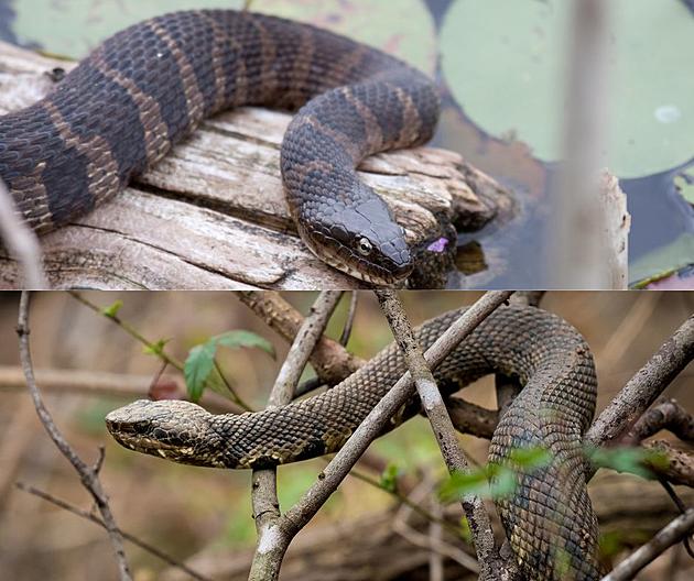 DNR seize venomous vipers, cobra at Jackson County home