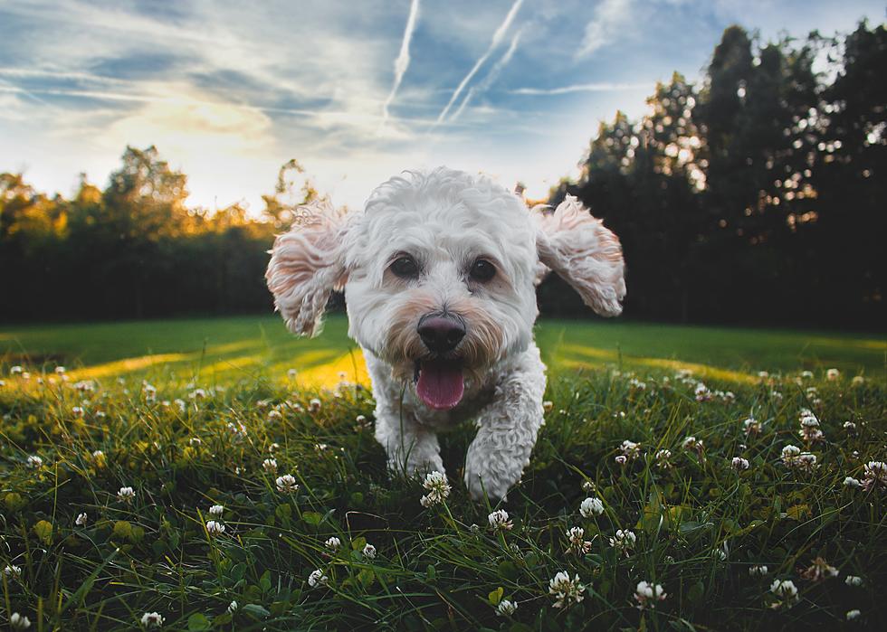 WINNER: Dog Days of Summer Photo Contest