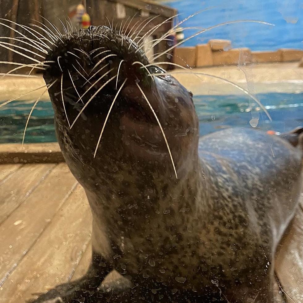 Heartbroken Over Sad News About Beloved Seal at Jenkinson’s Aquarium