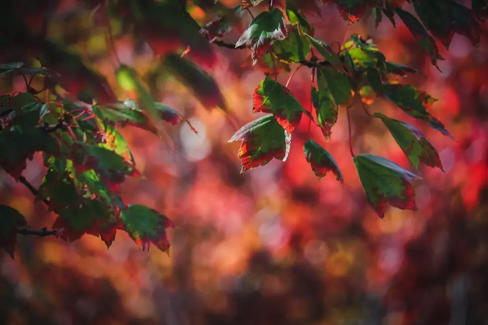 Unsplash.com Olga Subach