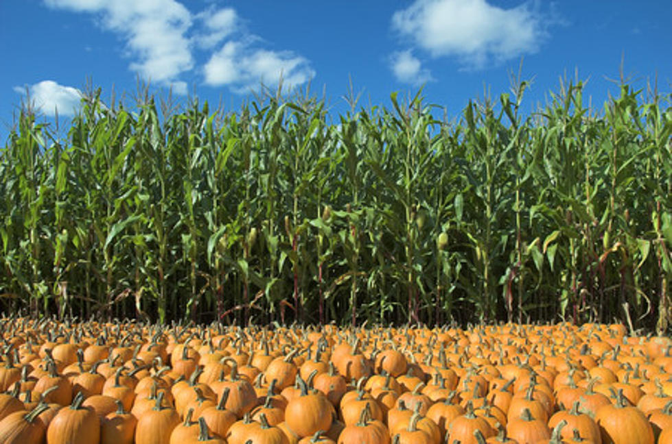 Only a Couple More Weeks to Enjoy the Largest Pumpkin Patch in NJ