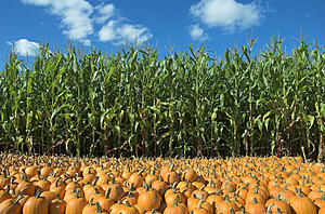 Only a Couple More Weeks to Enjoy the Largest Pumpkin Patch in...