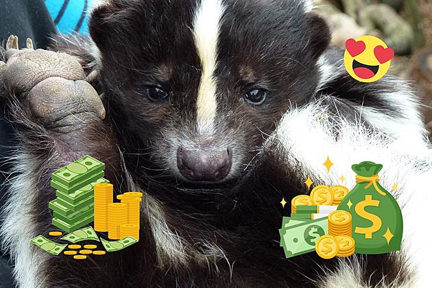 You Can Buy a Skunk Online in New Jersey for Under a Grand