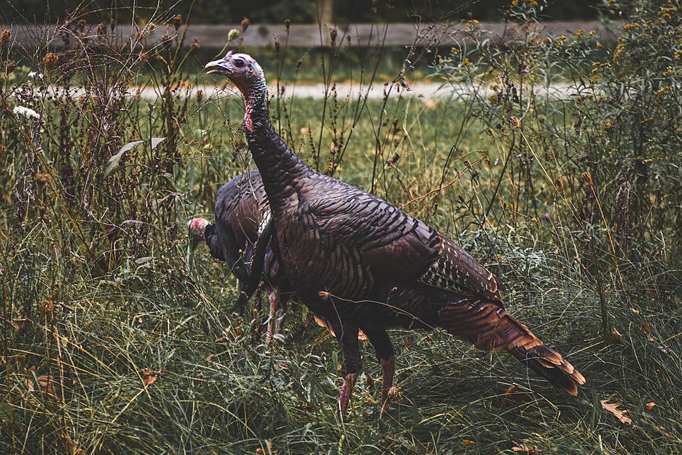Can You Eat A Turkey That's Walking Around Your Neighborhood?