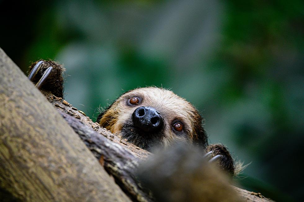 Wow! Can You Legally Own a Sloth in New Jersey?