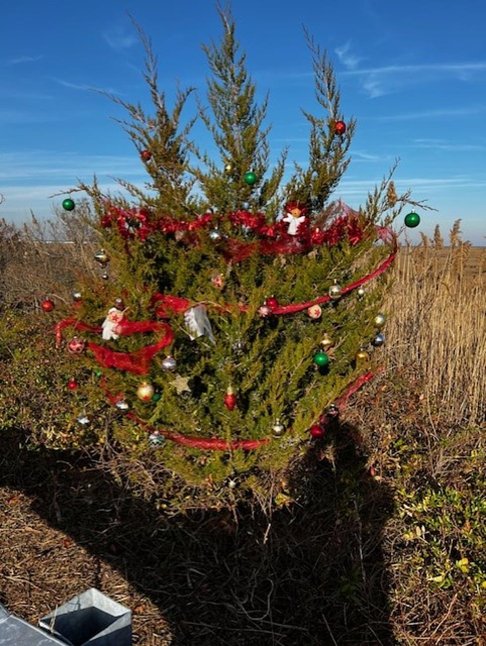 The Mysterious Christmas Trees On The Bay in Little Egg Harbor Township, NJ