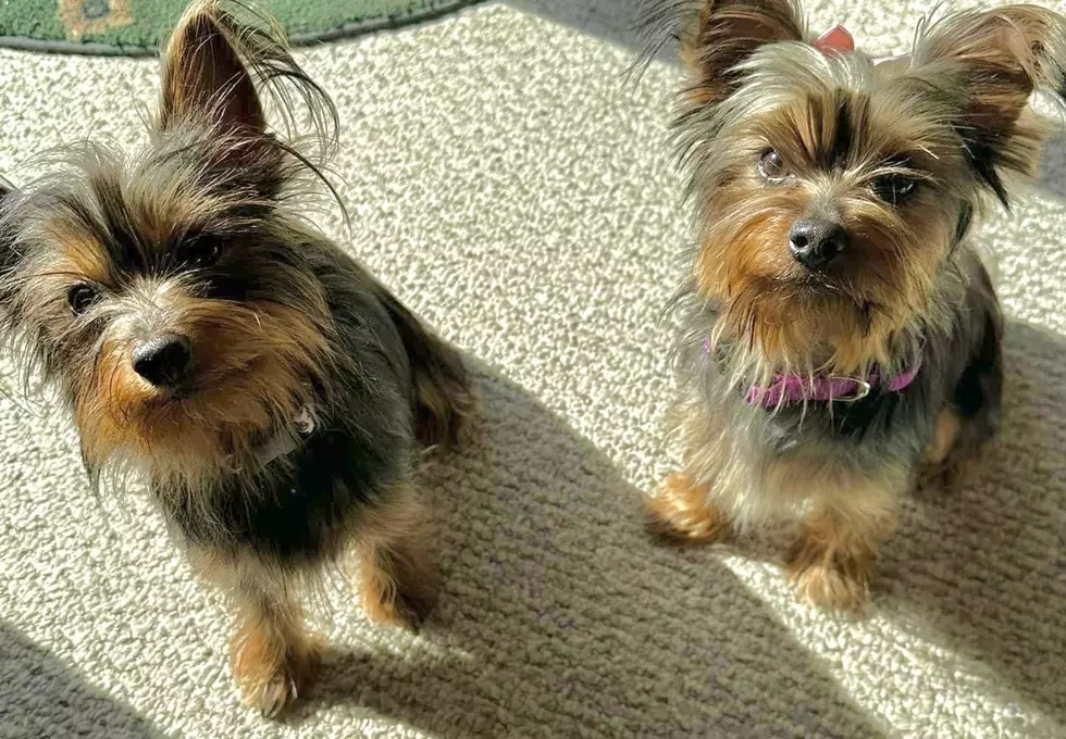 Dogs