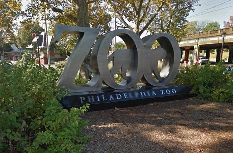 Enormous Trolls Are Taking Over The Amazing Philadelphia Zoo!
