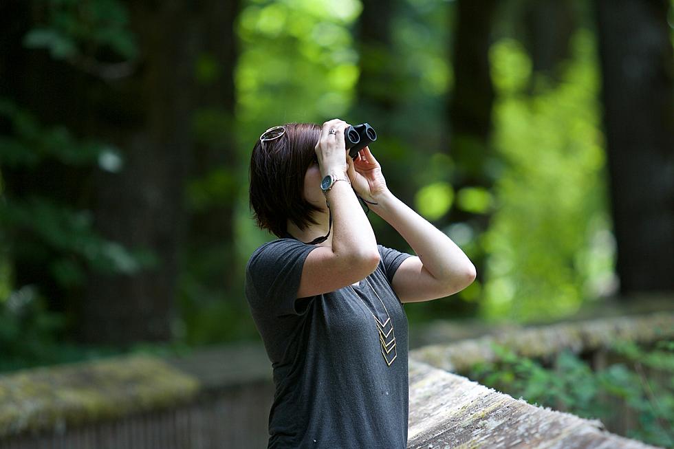 Great Birdwatching Opportunities This Weekend in Ocean County, NJ