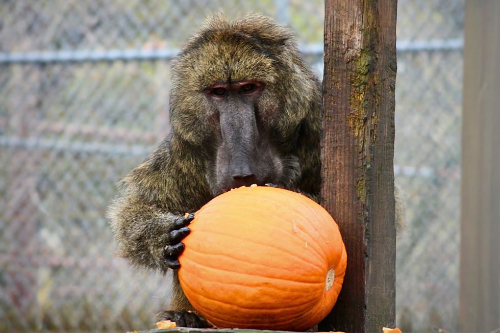 Popcorn Park Zoo Mourns The Loss Of Legolas', A Beloved Baboon