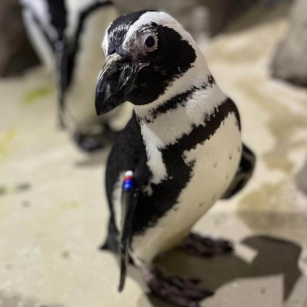 Heartbreaking News from Jenkinson’s Aquarium, Dunlop the Penguin Dies