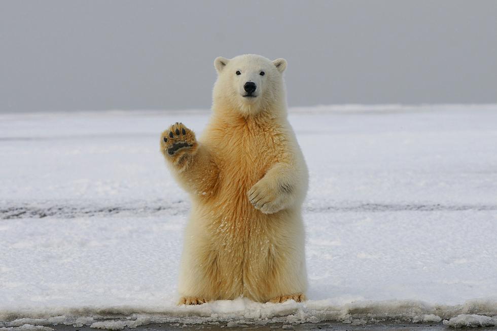 Thousands Get Set For Tomorrow’s Polar Bear Plunge In Seaside Heights, New Jersey ‍❄️