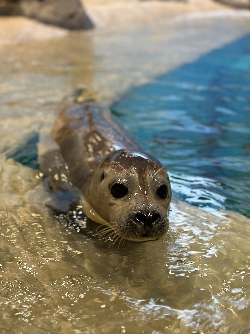 Say Hello to the Adorable New Seal at Jenkinson's Aquarium