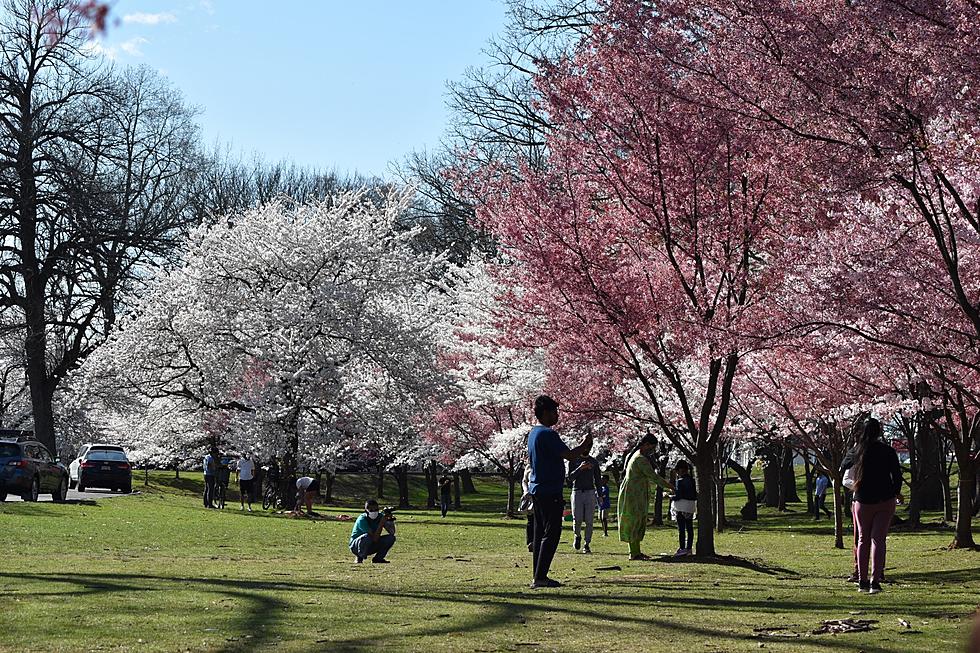 When is the NJ Cherry Blossom Festival? 