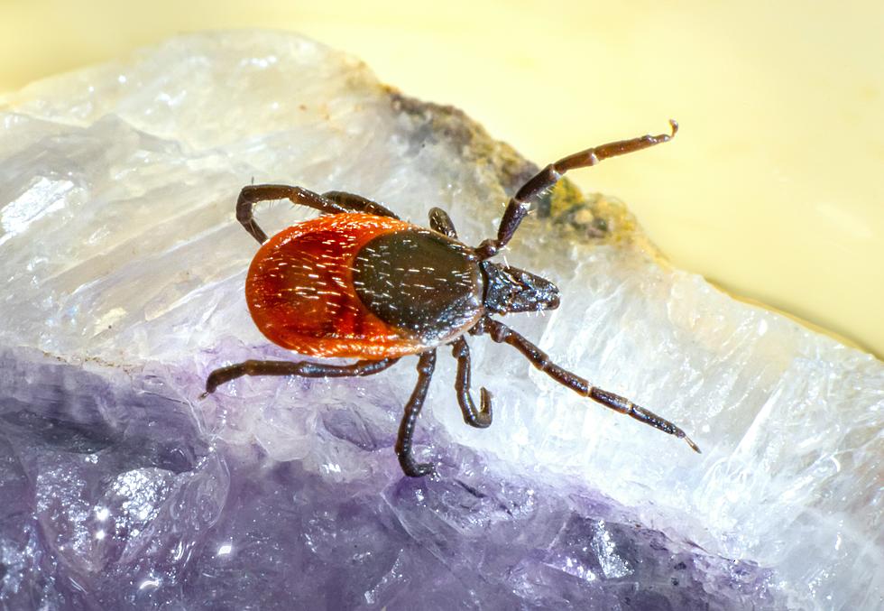 Ticks Are Out Early In New Jersey! Here&#8217;s Why&#x1f61f;