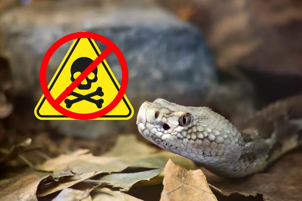 There Are Absolutely No Poisonous Snakes in New Jersey