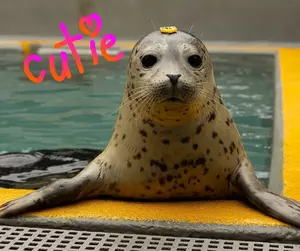 Did You Meet the Cutie New Seal at Jenkinson’s Aquarium in New...