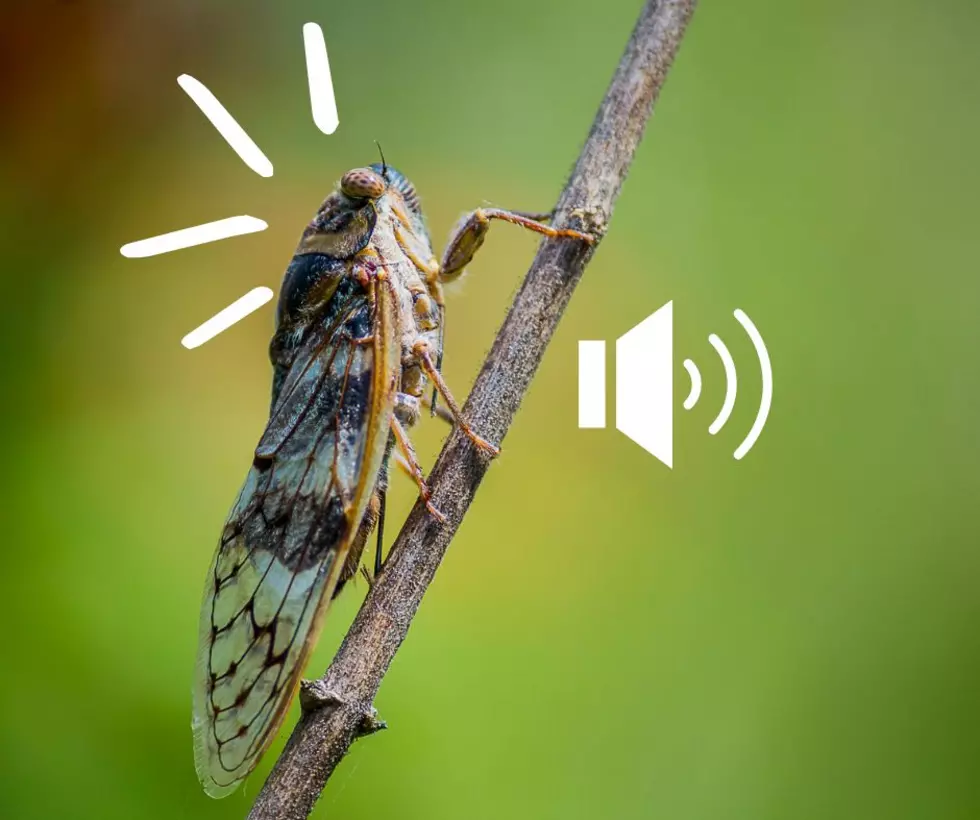 These Things We Use Everyday Could Make Cicadas Worse in New Jersey