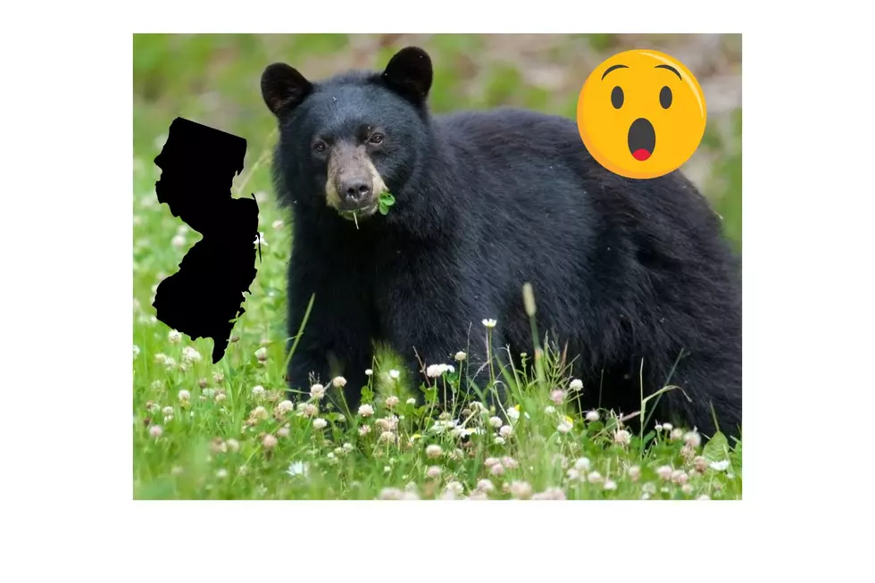 Schools Cancel Activities As Bear Is Spotted in New Jersey