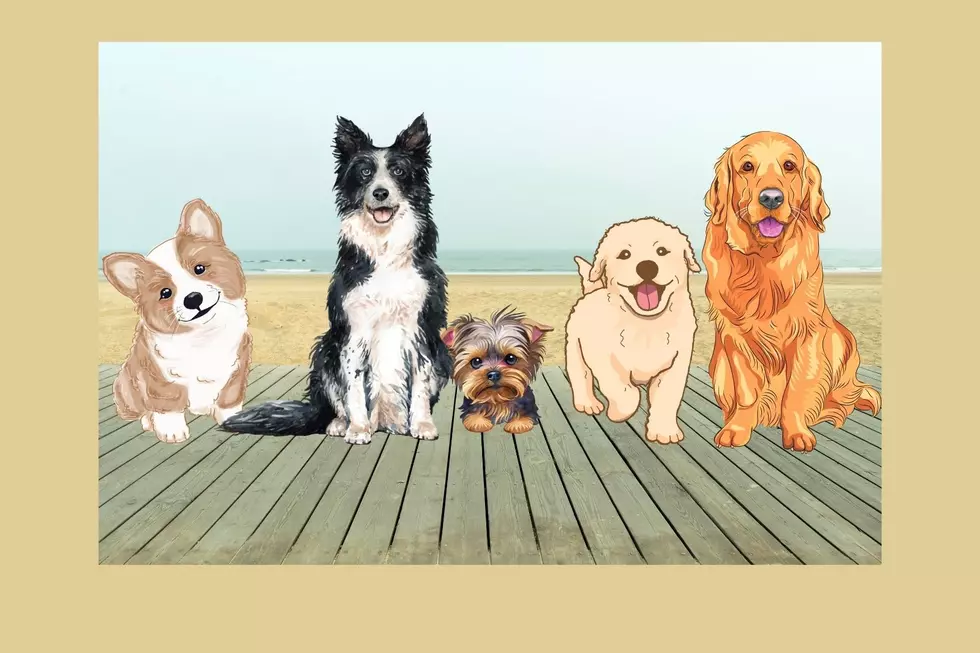Dog Royalty Day: Bring Your Dogs For Fun Day On The Seaside Heights Boardwalk🐶
