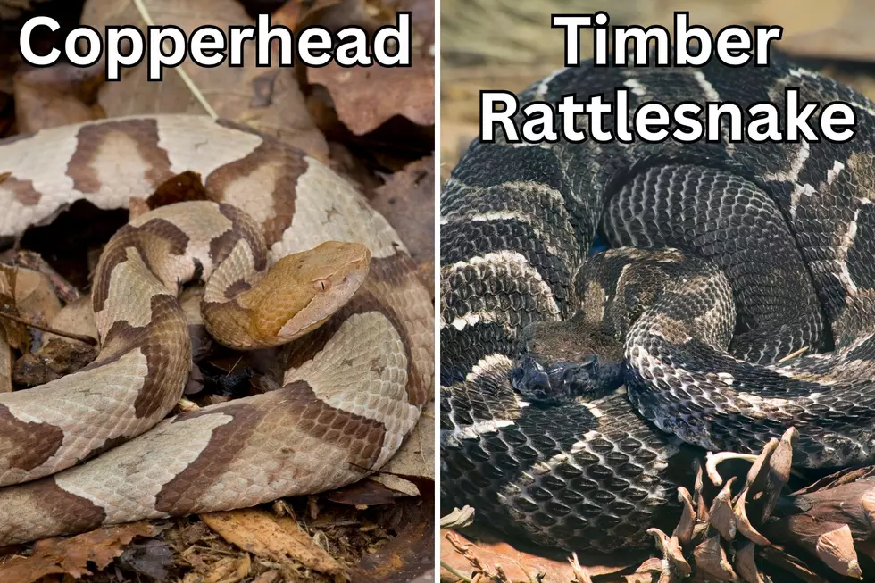 Copperhead Snake and Eastern Timber Rattlesnake