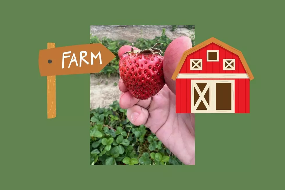 A Fantastic NJ Farm To Visit For Strawberry Picking This Summer🍓