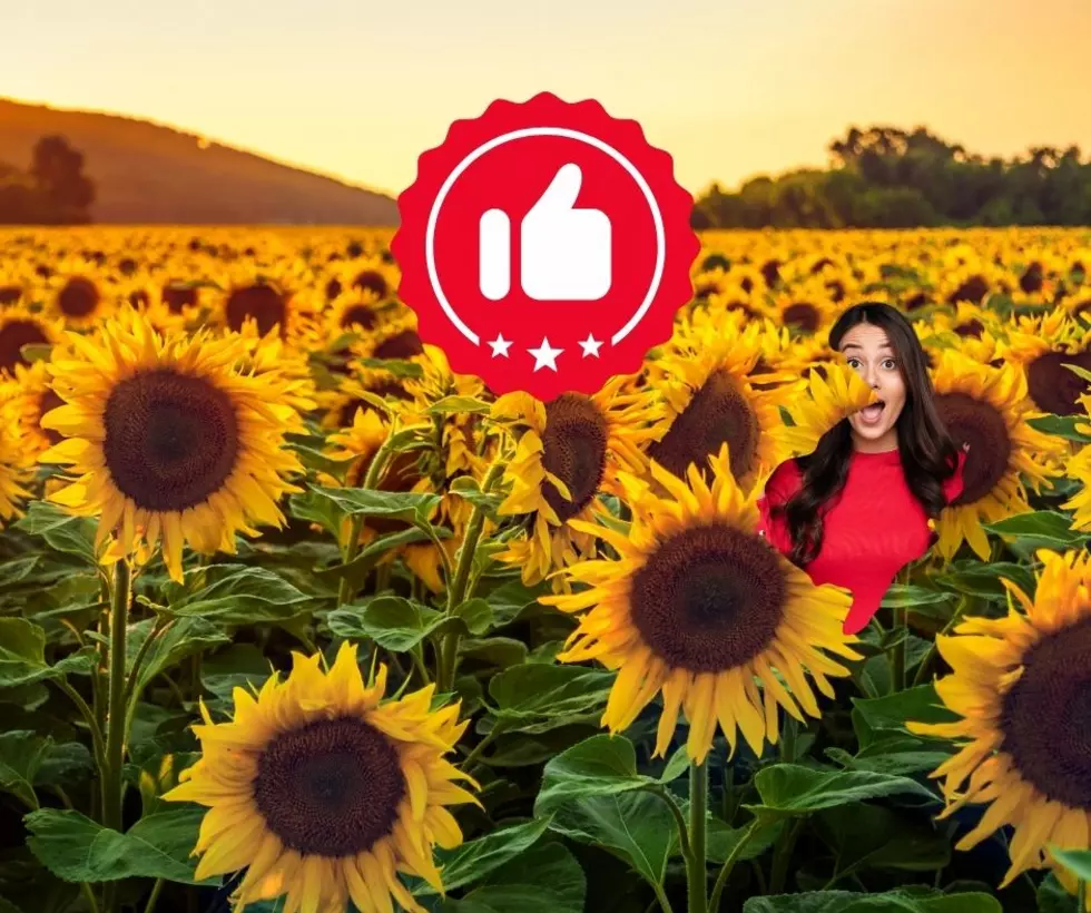 4 of the Best Sunflower Farms in New Jersey