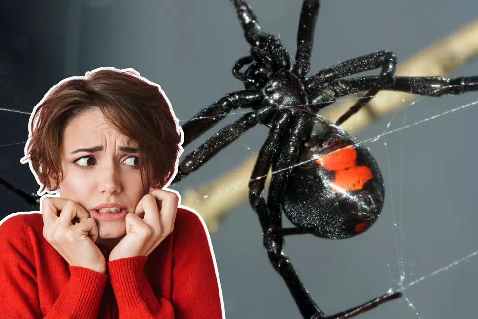 Beware: Many Spiders in New Jersey Are Venomous