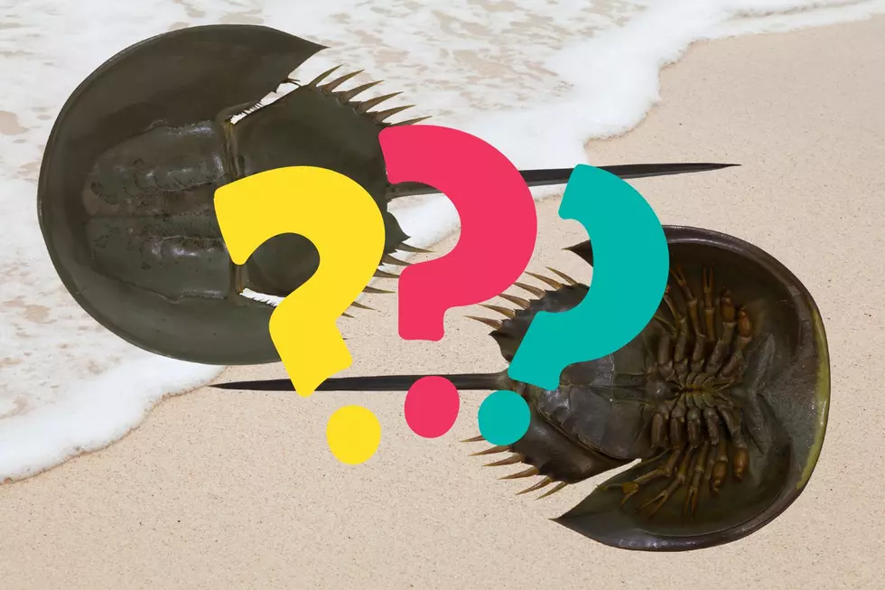 What To Do If You See an Upside Down Horseshoe Crab on the Beach at the Jersey Shore?