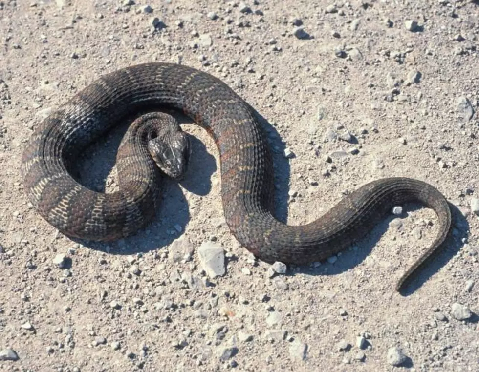 northern watersnake