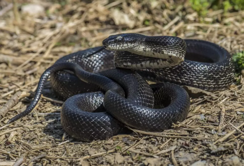 eastern ratsnake