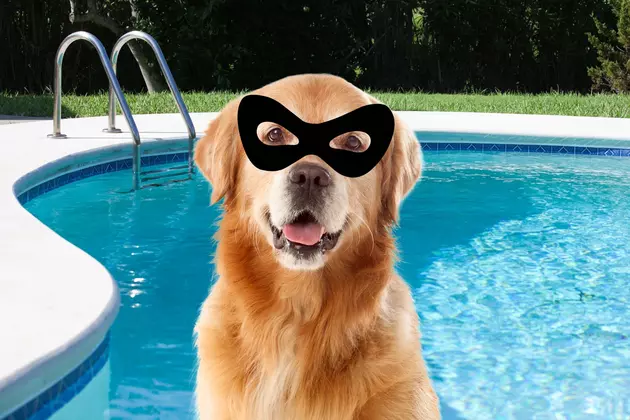 WATCH: New Jersey Dog Breaks Into Neighbor&#8217;s Yard to Go For a Swim
