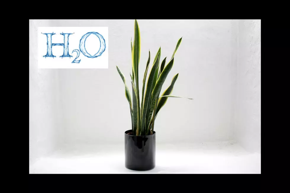 H2O