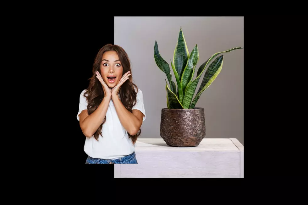 Snake Plant