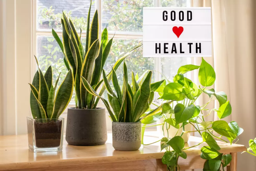 Snake Plant