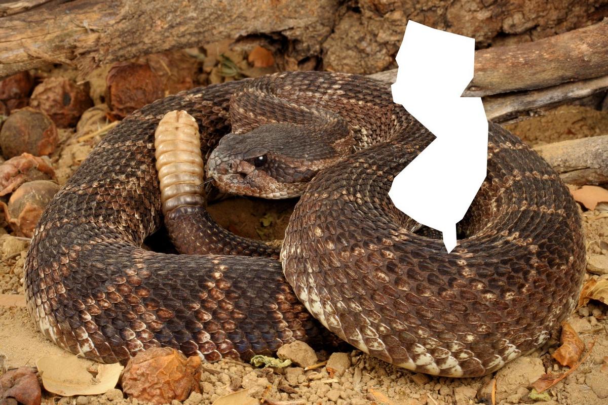 Nj Rattlesnake Most Dangerous Snake In New Jersey