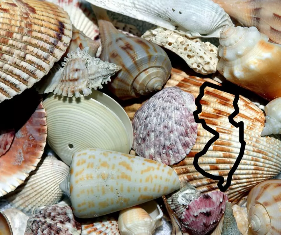 6 Stunning Sea Shells You Will Find in New Jersey