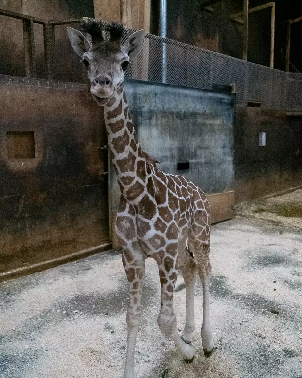 Giraffe