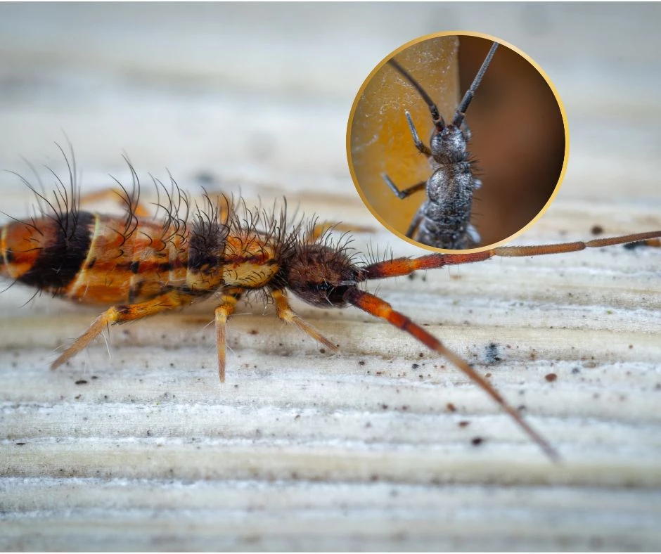 Springtails Are Taking Over New Jersey