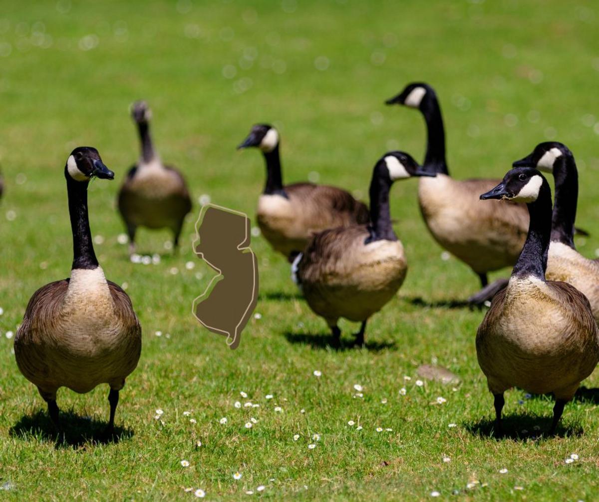 Why Is New Jersey's Goose Poop Problem Getting So Out of Control?