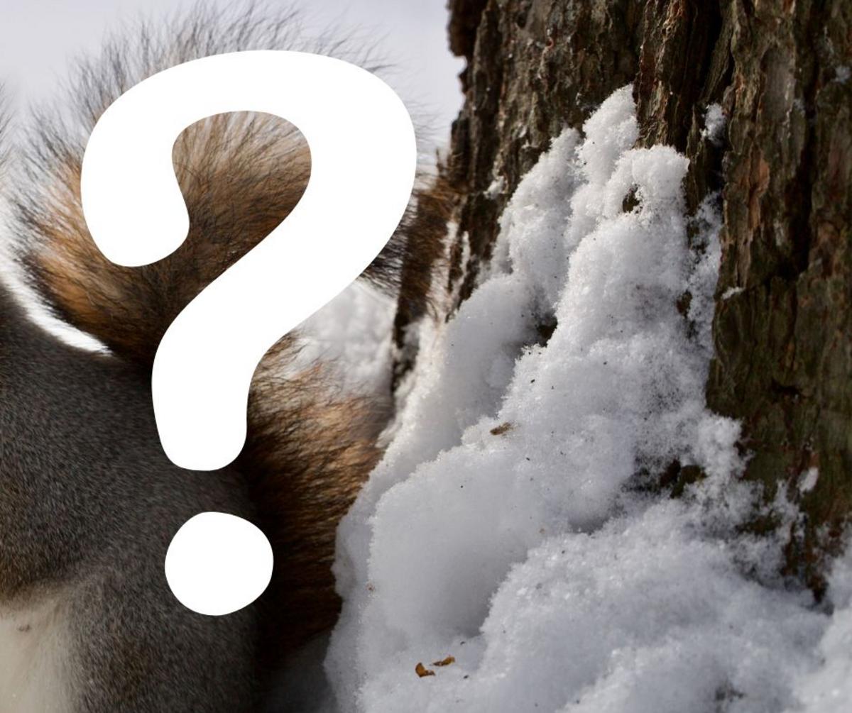 This Odd Backyard Sign Might Mean a Brutal Winter in New Jersey