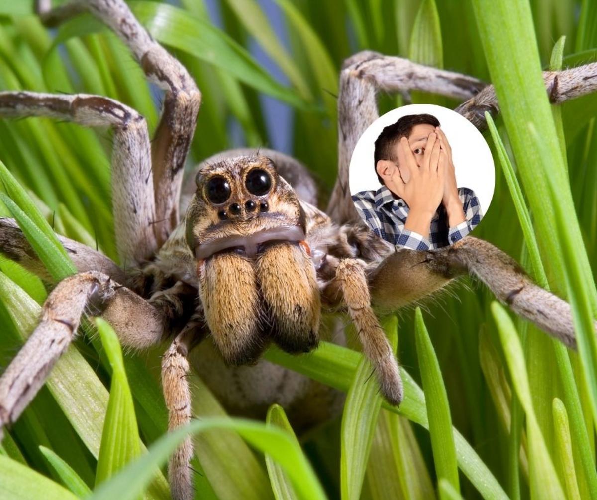 The Four Most Dangerous Spiders in New Jersey