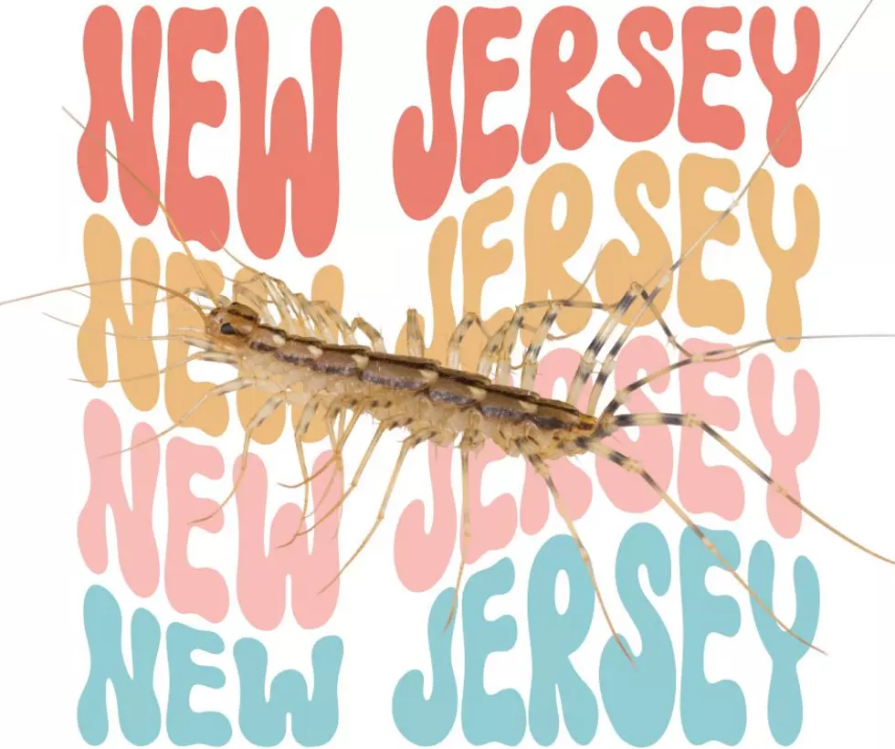 The Creepy Crawly Taking Over New Jersey Homes Right Now Isn’t What You Think