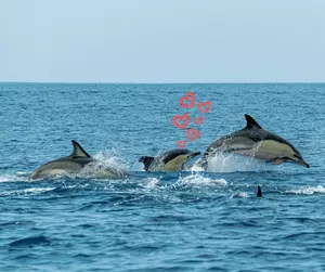 The 4 Best Places to Spot Dolphins Along New Jersey's Coast 