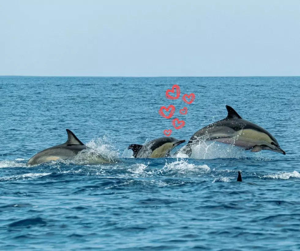 The 4 Best Places to Spot Dolphins Along New Jersey’s Coast This Summer