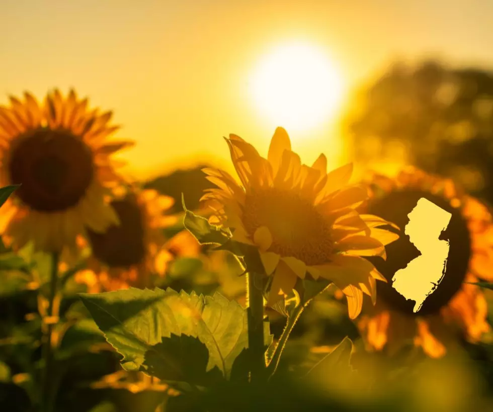 These Stunning NJ Sunflower Farms Are Worth the Drive This Summer